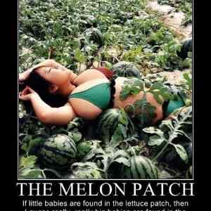 Obrázek 'The melon patch'