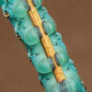 Obrázek 'The prolegs of a caterpillar'