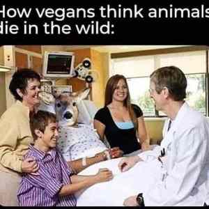 Obrázek 'The vegan viewpoint'