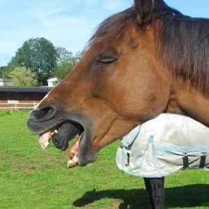 Obrázek 'This-Xenomorph-horse'