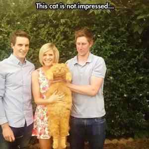 Obrázek 'This Cat Is Not Impressed'