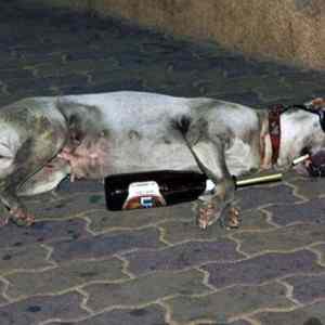 Obrázek 'This Dog Knows How To Party'