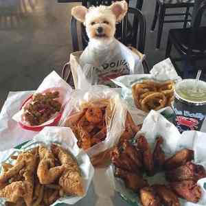 Obrázek 'This&nbsp;Is&nbsp;A&nbsp;Very&nbsp;Happy&nbsp;Dog&nbsp;Right&nbsp;Now'