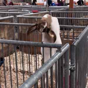 Obrázek 'This goat is something else'