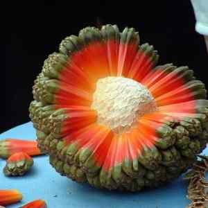 Obrázek 'This hala fruit that looks like the anatomy of a planet'