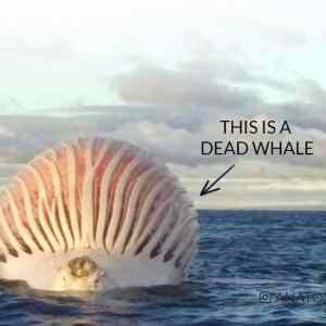 Obrázek 'This is a dead whale'