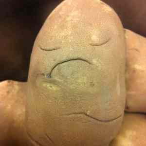 Obrázek 'This potato doesnt give a shit 24-12-2011'
