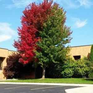 Obrázek 'This tree is transitioning between seasons'