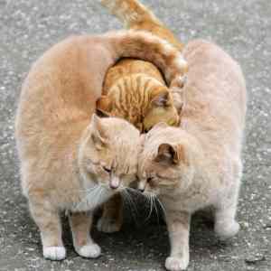 Obrázek 'Threesome&nbsp;today'