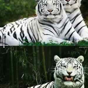 Obrázek 'Tiger-types-Awesome'
