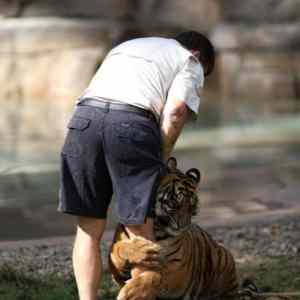 Obrázek 'Tiger Gives Hug'