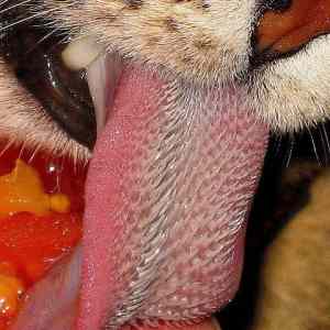 Obrázek 'Tiger Tongue'
