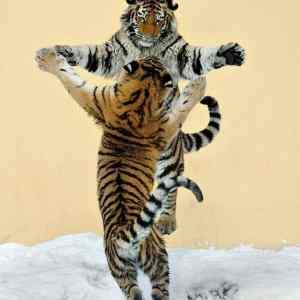 Obrázek 'Tigerdance 29-02-2012'