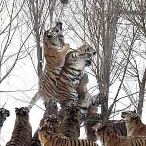 Obrázek 'Tigers&nbsp;hunting'