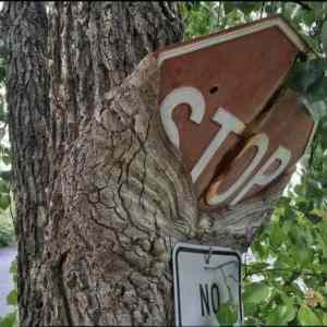 Obrázek 'Tree-grows-onto-broken-stop-sign'