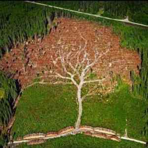 Obrázek 'Tree - 21-05-2012'