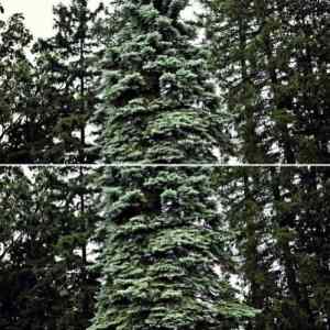 Obrázek 'Tree 11-02-2012'
