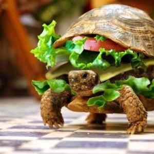 Obrázek 'Turtle hamburger'