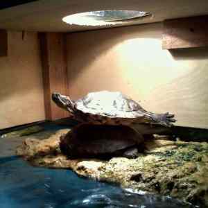 Obrázek 'Turtle planking'