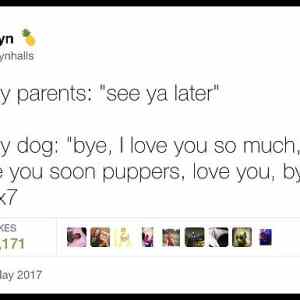 Obrázek 'Tweets That All Dog Owners Can Relate To   '