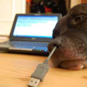 Obrázek 'USB&nbsp;a&nbsp;pes'