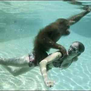 Obrázek 'Underwater monkey'