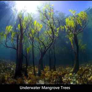 Obrázek 'Underwater trees'