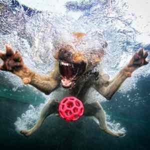 Obrázek 'Unterwasser-hund'