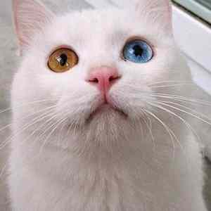 Obrázek 'Unusual&nbsp;Cat&nbsp;'