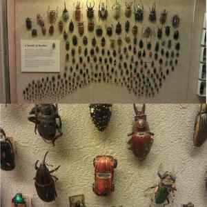 Obrázek 'VW&nbsp;bug'