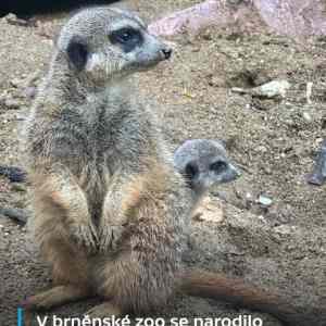 Obrázek 'V Brne se narodilo mlade'