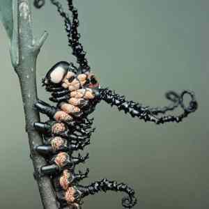 Obrázek 'Venom Caterpillar 01-02-2012'