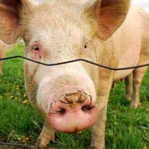 Obrázek 'Vote For the Best Miss Gamer 11 - hraje Pigfarm'