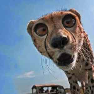 Obrázek 'WAT&nbsp;&nbsp;&nbsp;&nbsp;&nbsp;&nbsp;'