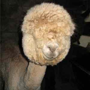 Obrázek 'WTF animal'