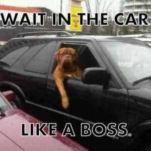 Obrázek 'Wait In The Car Like A Boss'