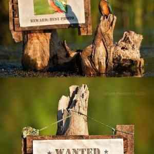 Obrázek 'Wanted 281111'