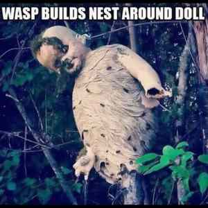 Obrázek 'Wasps NEST'