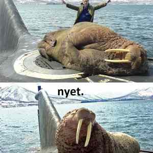 Obrázek 'Water&nbsp;cow&nbsp;remove'