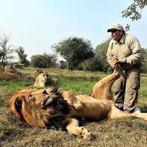 Obrázek 'Weird-and-hilarious-stuff-lion'
