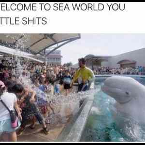 Obrázek 'Welcome To Sea World8946'