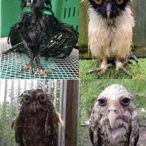 Obrázek 'Wet owls'