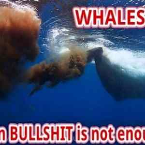 Obrázek 'Whaleshit&nbsp;-&nbsp;19-04-2012'