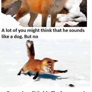 Obrázek 'What-the-fox-says E2 80 A6'