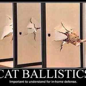 Obrázek 'What Happens When You Try Bathe A Cat 31-01-2012'