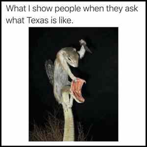 Obrázek 'What Is Texas Iike'