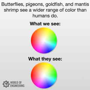 Obrázek 'What they see'
