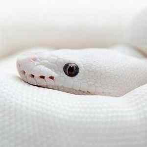 Obrázek 'Whitesnake'