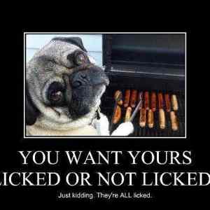 Obrázek 'Why Dogs are not chefs - 02-07-2012'