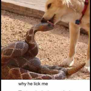 Obrázek 'Why He Lick Me'